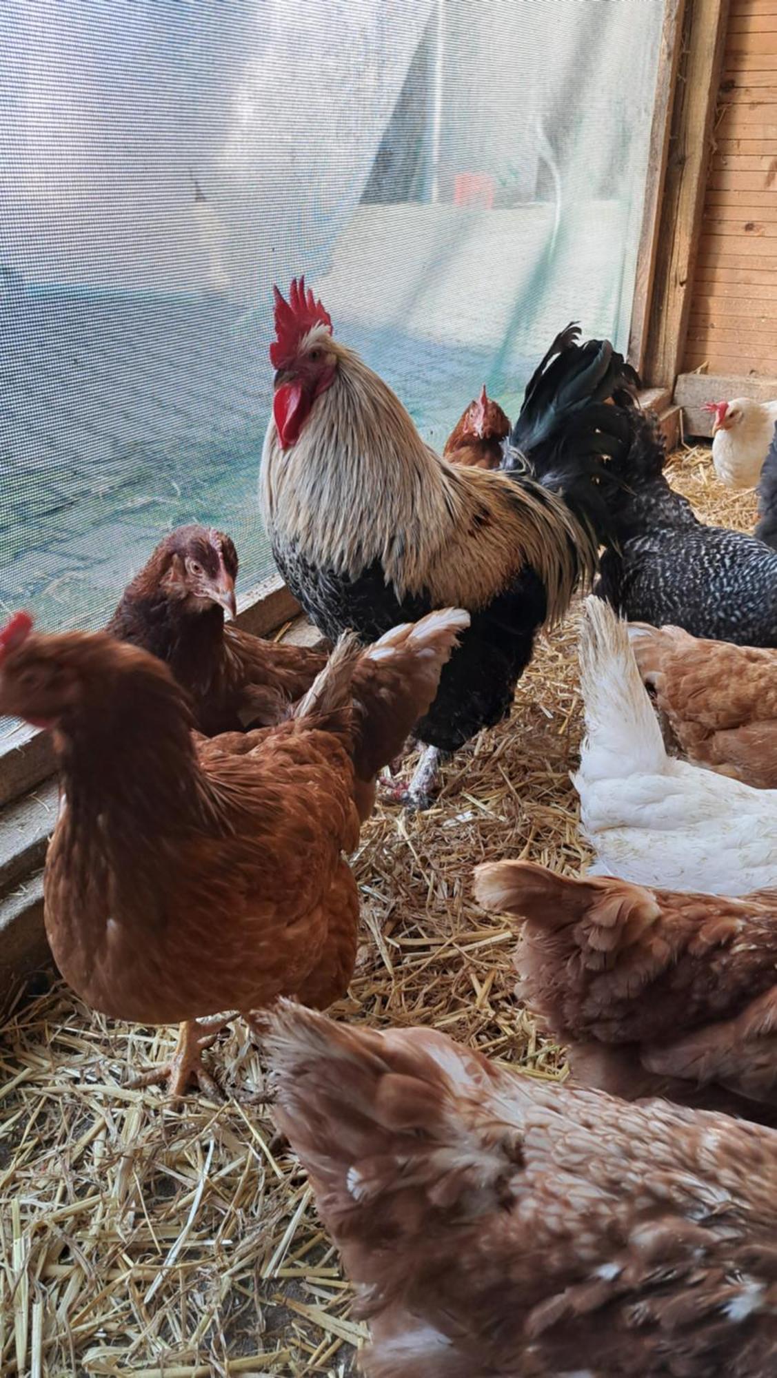 Ferienwohnung Eiernest Briedeler Heck Luaran gambar